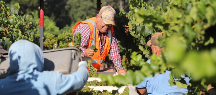 IMG_9803-WebBanner Harvest workers gather Chardonnay grapes in the vineyard, with one team member in an orange safety vest smiling while sorting freshly picked clusters into harvest bins.