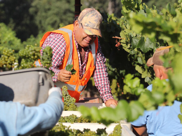 Harvest workers gather Chardonnay grapes in the vineyard, with one team member in an orange safety vest smiling while sorting freshly picked clusters into harvest bins.