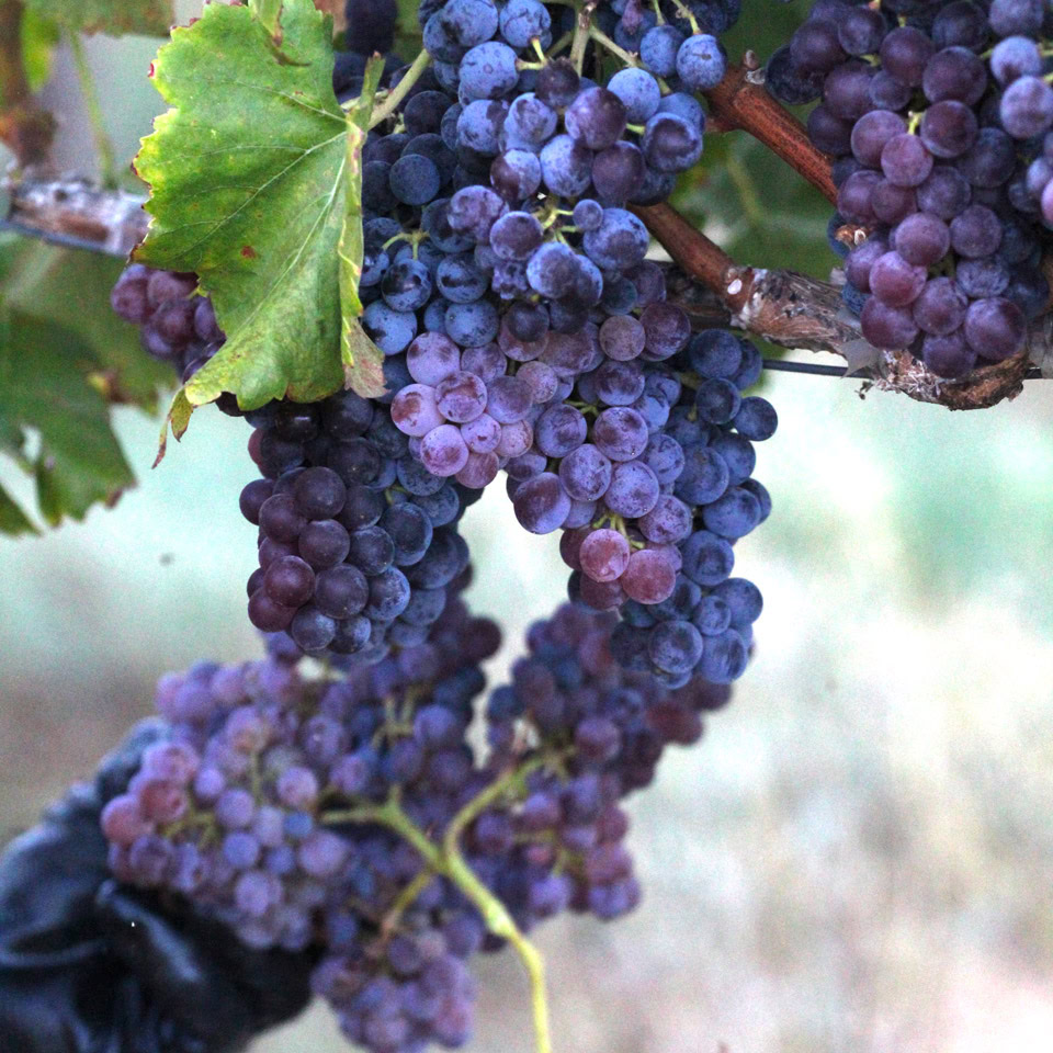 Grapevines with ripe purple grapes hanging in the vineyard at Round Pond Estate.
