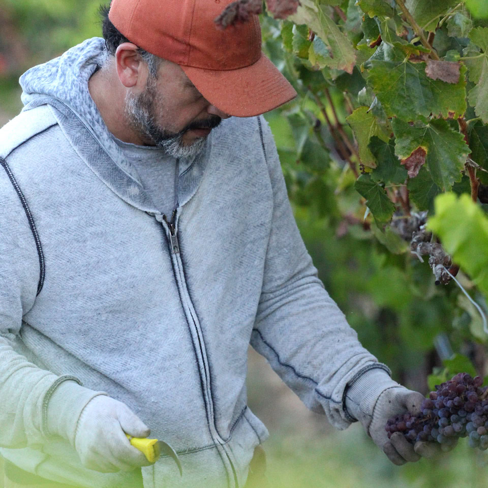 Man harvesting grapes in vineyard at Round Pond Estate.