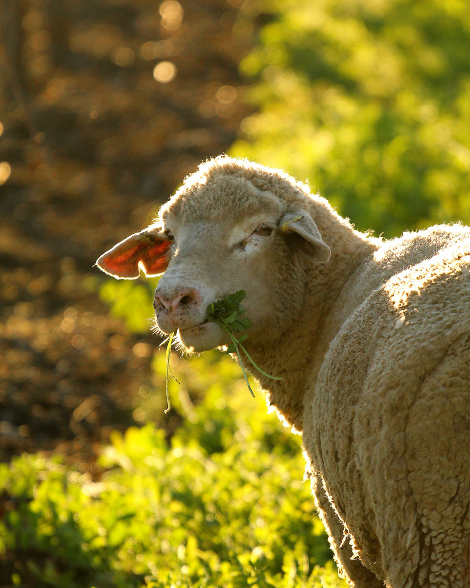 Close-up of a sheep grazing with a leaf in its mouth, sunlight filtering through trees in the background.