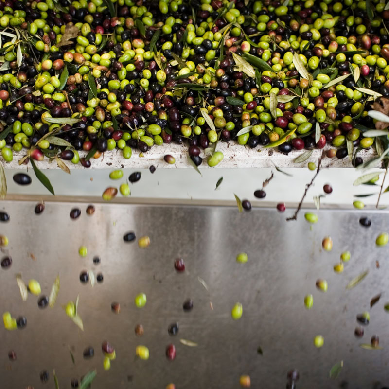 Freshly picked olives falling into a container during the harvest at Round Pond Estate.